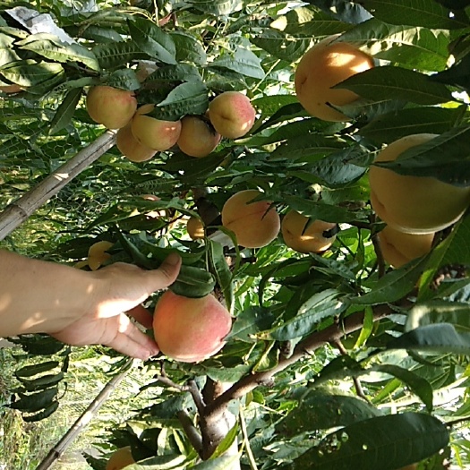肃宁县永莲蜜桃