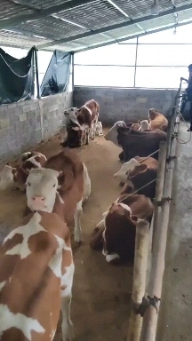 威宁县西门达尔