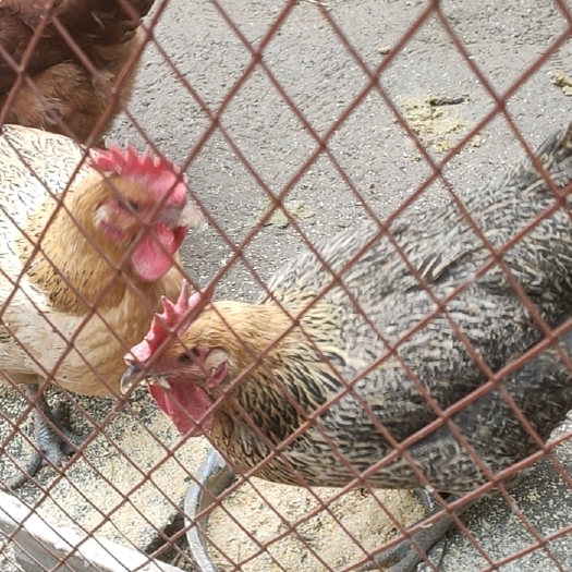 土鸡出售，樱桃园养殖