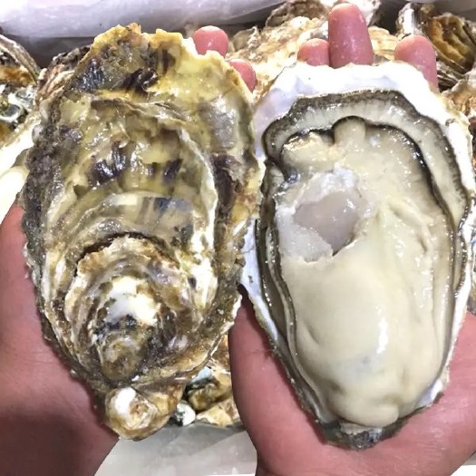 天津（平台推荐）乳山生蚝，净化生蚝，乳山生蚝，三倍体，一手产地货