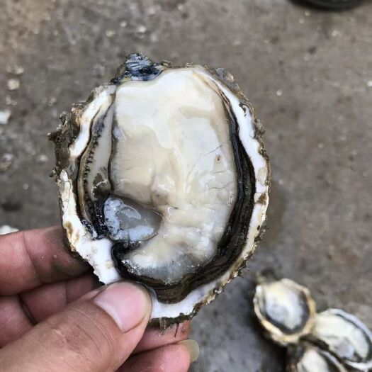 湛江湛江三培体肥度杠杠的，口感一流1.5+至3.5+大量有货