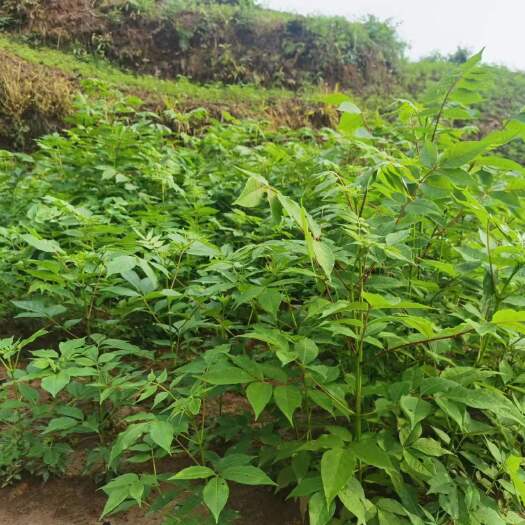 黄柏苗 厚皮黄柏苗 四川省绵阳市黄柏苗 良种黄柏苗好品种