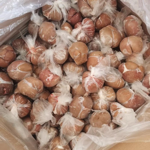 呼和浩特羊净腰