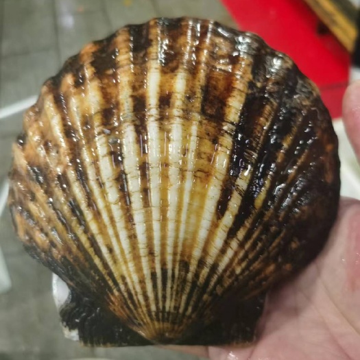 扇贝