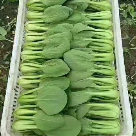 曹县精品中小棵上海青，毛白菜