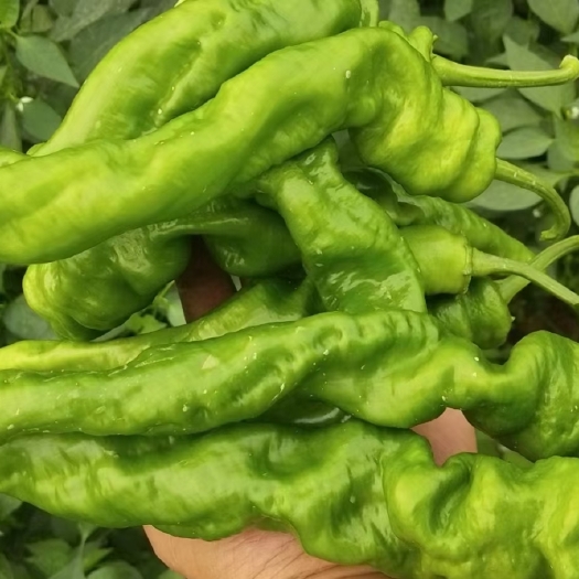 鲜辣椒