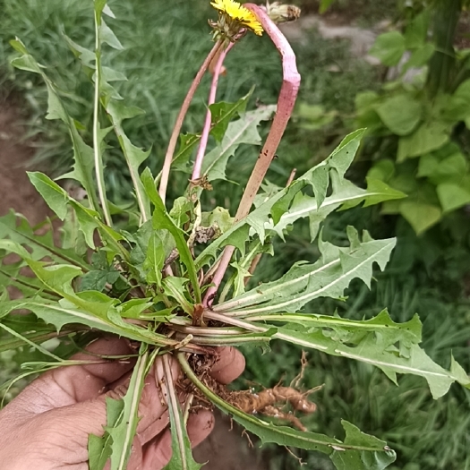 威宁县蒲公英，蔬菜。