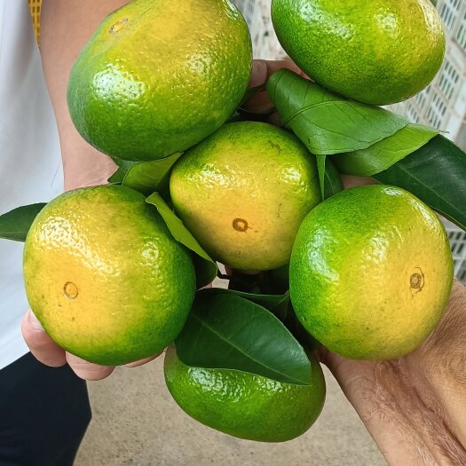 资兴市东江湖蜜桔口感好，肉细，化渣，纯甜，