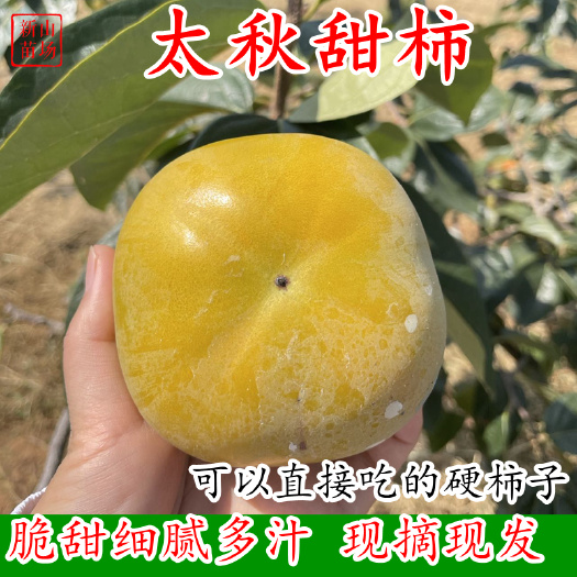 嵊州市太秋甜柿水果柿子脆柿树上摘下可吃果园现摘现发