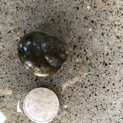 潜江市湖北淡水田螺，各规格有货！