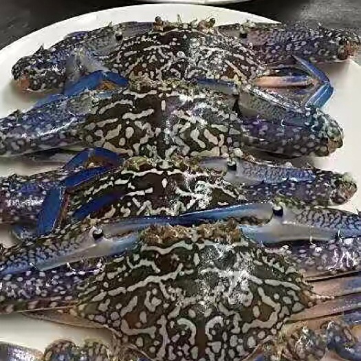 钦州批发蓝花蟹