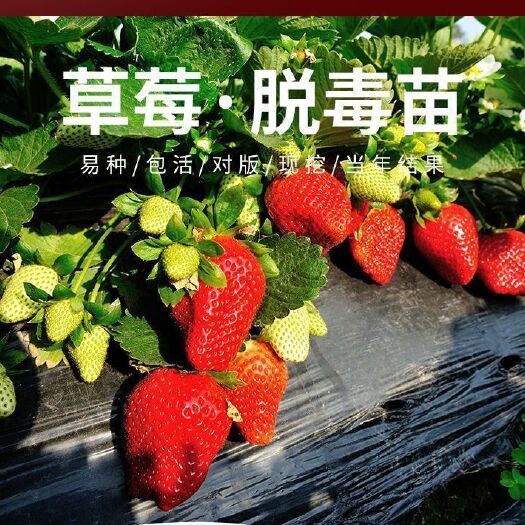 沭阳县草莓秧苗四季草莓苗南北方当年结果奶油草莓苗红颜草莓苗草莓盆栽