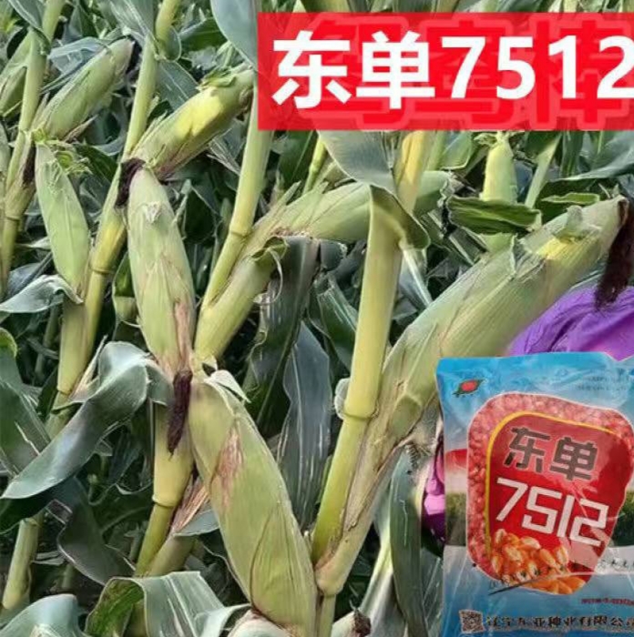 安丘市高产玉米种子矮杆抗倒玉米种子 高产丰产玉米良种郑单958
