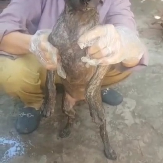 龙州县正宗中华虎斑犬