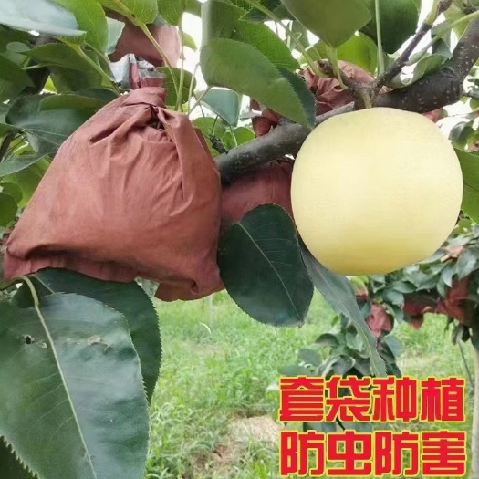 南阳自家黄金梨开园啦！绿色有机水果，皮薄、果肉多、水分足、梨核小