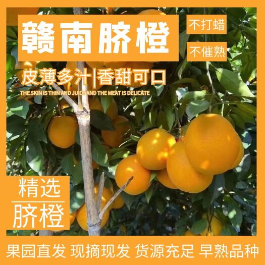信丰县赣南脐橙|支持一件代发|品质保证|香甜多汁|货源充足