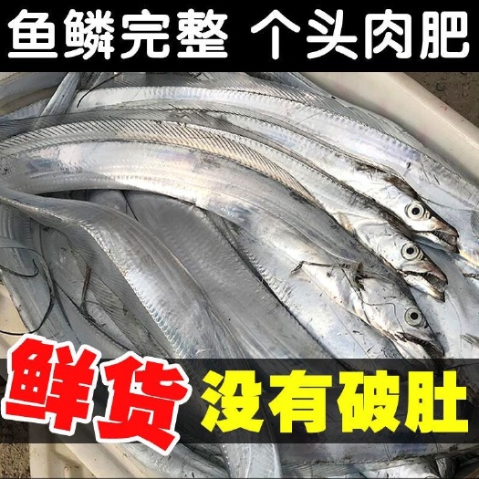 东海县【1-3斤超大带鱼】大带鱼东海带鱼新鲜现捕鲜活海鲜水产批发