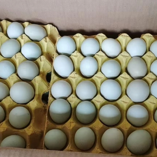 聊城绿壳鸡蛋