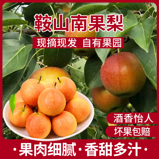  鞍山特产正宗南果梨5斤礼盒 当季新鲜水果现货包邮秒发