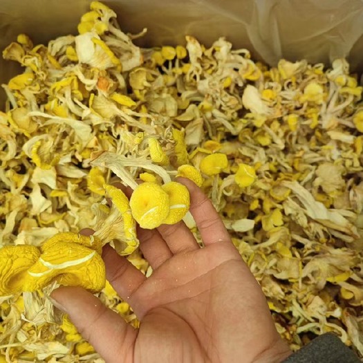 中牟县产地直销鸡油菌黄金菇黄丝菌 优质货 全国供应