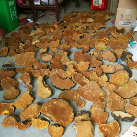 宜昌桑黄
