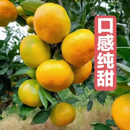华宁县蜜桔  云南橘子柑桔早熟蜜橘产地直销果园看货订货现採现发货源