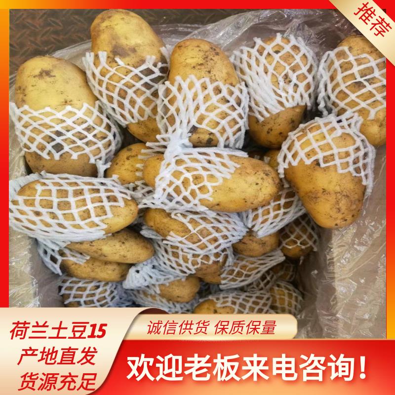 莒县荷兰十五土豆黄皮黄心大量出库，产地直供，支持视频看货