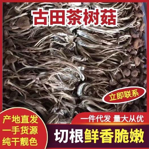 茶树菇 福建省宁德市古田县 8~10cm 未开伞 干茶树菇