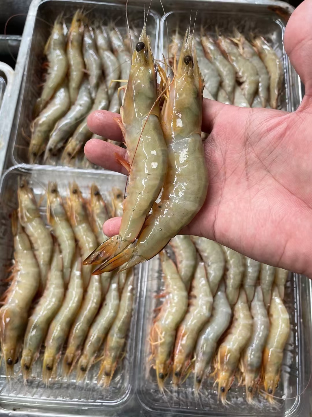 北海麻虾、芦虾、海虾、原条虾真空一斤包装、近海快艇靓货、出厂直批