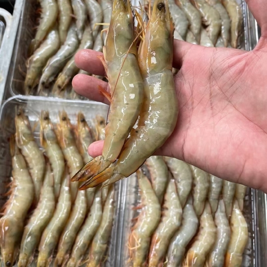 北海麻虾、芦虾、海虾、原条虾真空一斤包装、北海快艇靓货、出厂直批