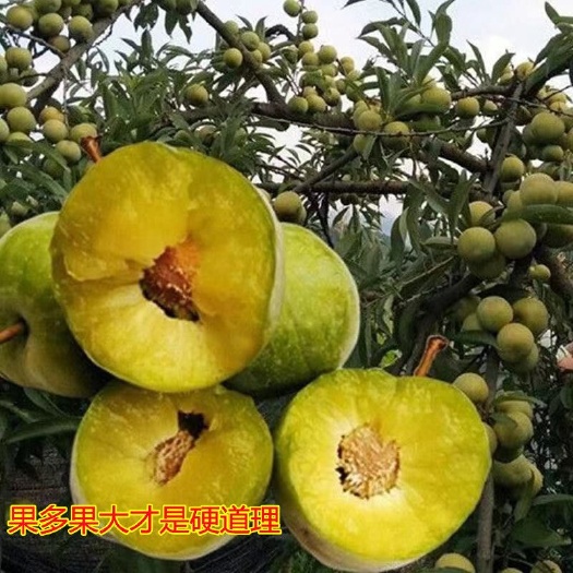 青脆李苗  基地现挖现发 四川青脆李子苗南北方适种保证结