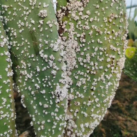 五莲县胭脂虫