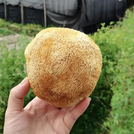 古田县干猴头菇