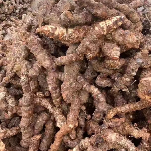 昆明傣泐原始森林③号 精品云南白肉土茯苓 产地直销产地批发