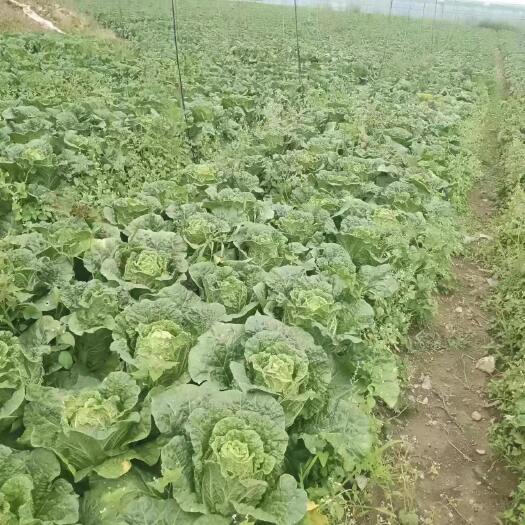 威宁县大白菜   青麻叶