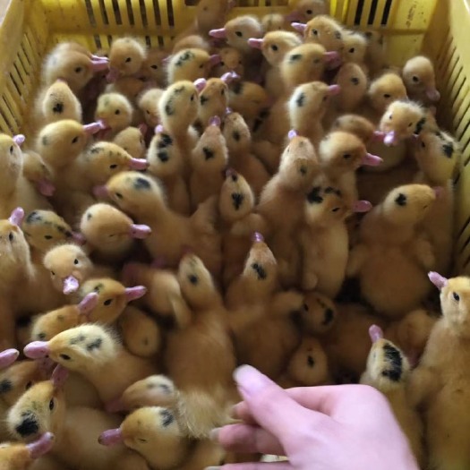 南宁特大种一点头出壳苗