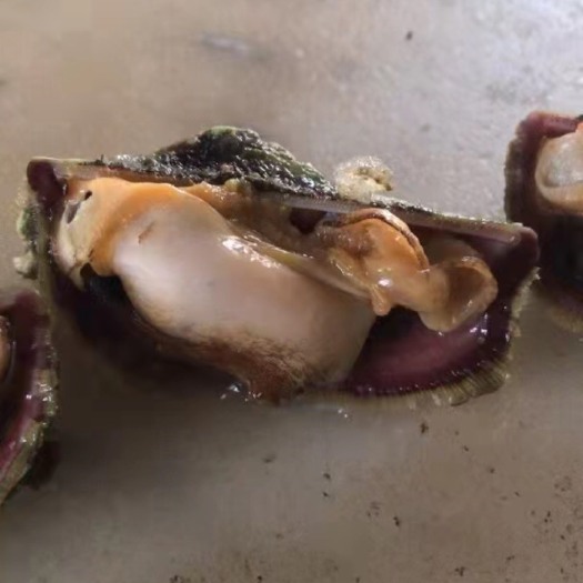 北海姐妹螺，