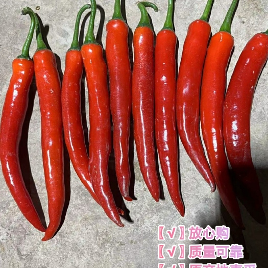 雷州市〖优选〗海花红美人椒现摘现发产地直供货源丰富质量可靠对接电商