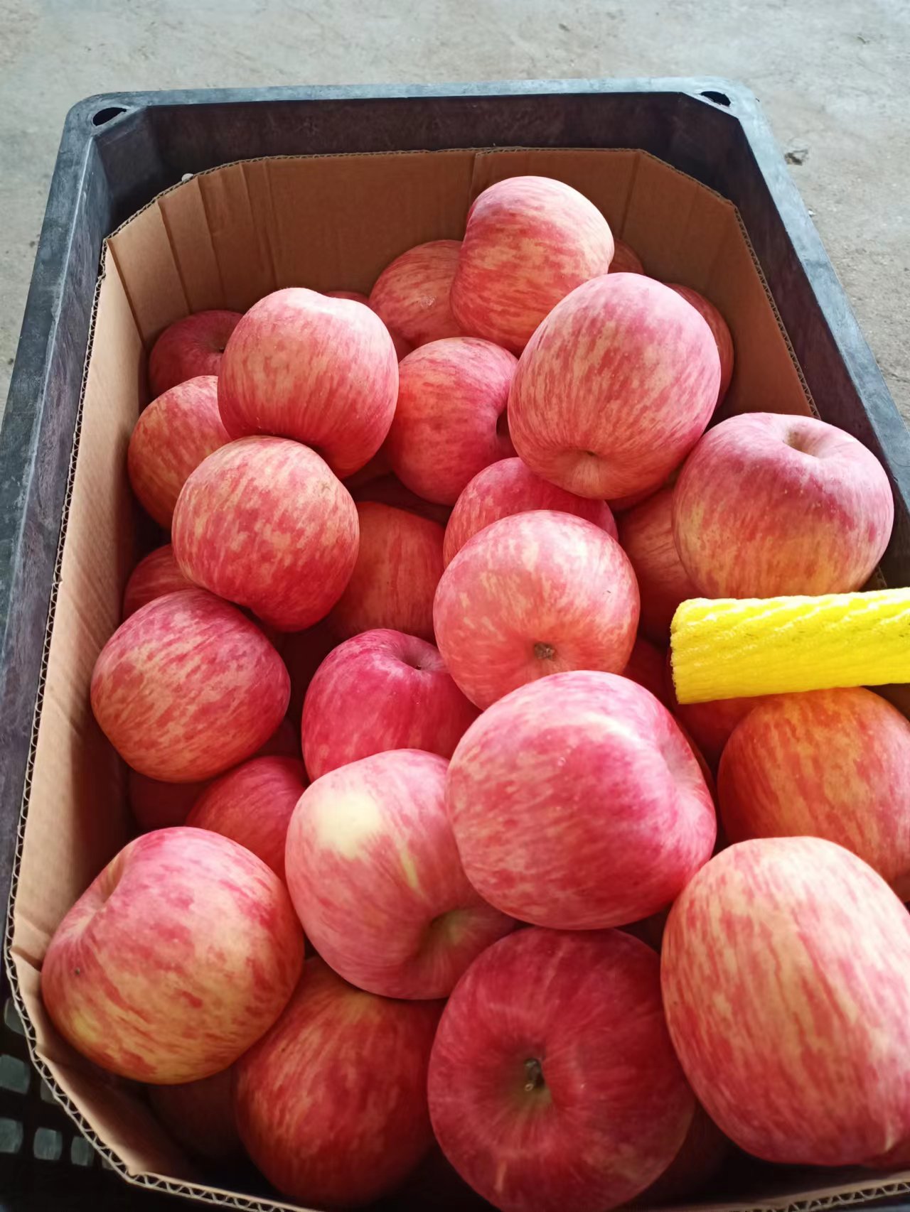 沂水县红富士苹果 优质红富士苹果批发产地 支持全国发货
