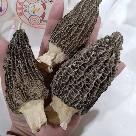 羊肚菌