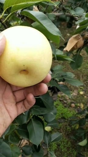 赵县皇冠梨