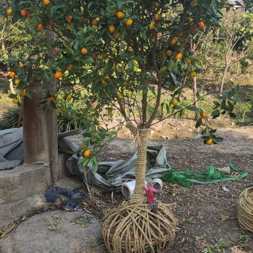 脆密金桔树，金橘树，带果带大土球，2-8公分的树