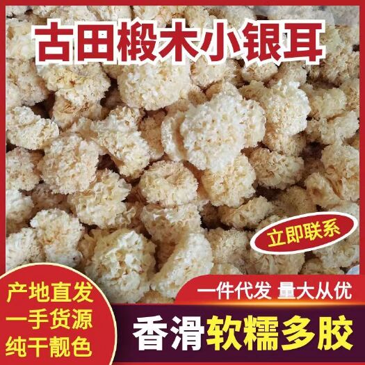 古田县小银耳椴木小银耳银耳古田新货批发干度好