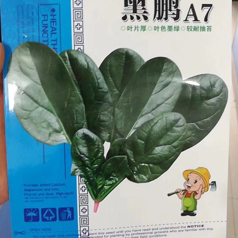 郑州郑研黑鹏A7菠菜种子杂交一代 叶色墨绿油亮叶型圆润叶片宽大肥