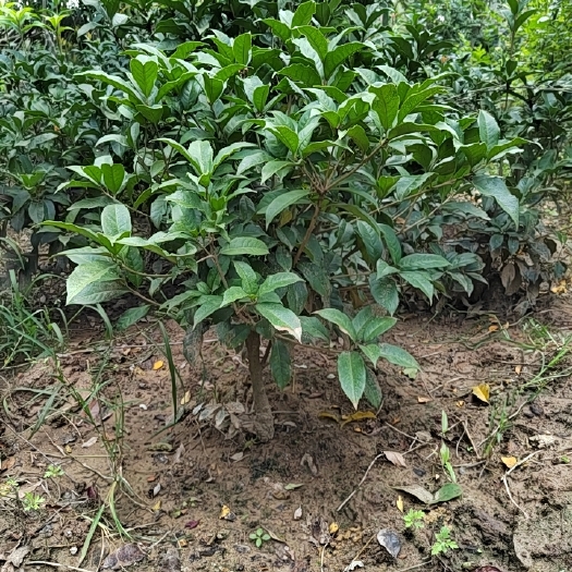 沭阳县四年生桂花树地栽盆景庭院阳台当年开花香飘十里