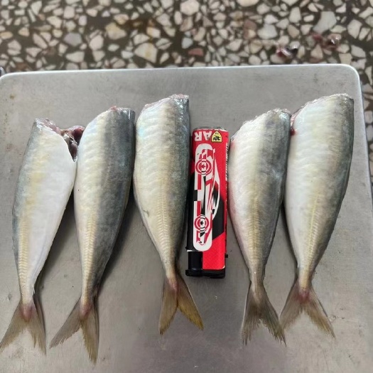 北海北海强宇食品供应优质巴浪鱼、二去巴浪鱼（池鱼）
