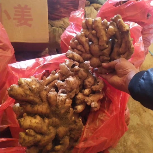 莒县山东小黄姜，生姜批发产地/生姜批发/产地批发，支持全国发货