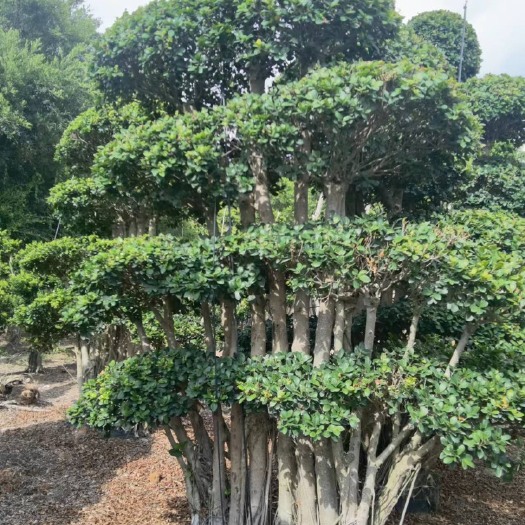 漳州精品造型榕，高三米，冠幅2米，行道树，小区，公园，广场布景