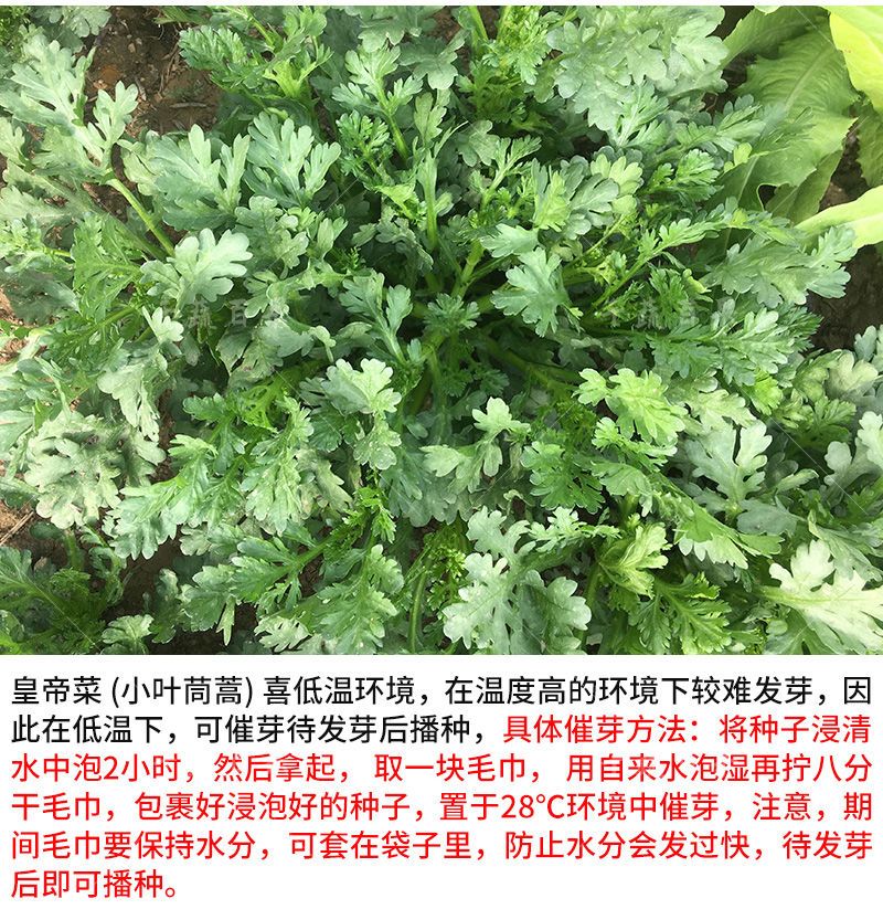 小叶茼蒿菜籽种高产盆栽农家青菜蔬菜种孑皇帝菜种大叶蓬蒿菜种子