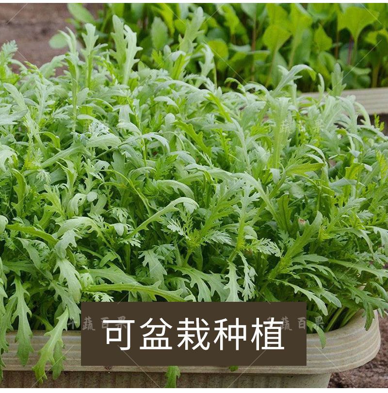 小叶茼蒿菜籽种高产盆栽农家青菜蔬菜种孑皇帝菜种大叶蓬蒿菜种子